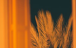 Preview wallpaper palm, branches, leaves, night, window