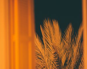 Preview wallpaper palm, branches, leaves, night, window