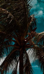 Preview wallpaper palm, branches, leaves, sky, clouds, tropics, wind