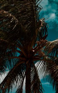 Preview wallpaper palm, branches, leaves, sky, clouds, tropics, wind