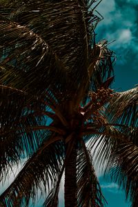 Preview wallpaper palm, branches, leaves, sky, clouds, tropics, wind