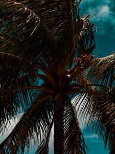 Preview wallpaper palm, branches, leaves, sky, clouds, tropics, wind