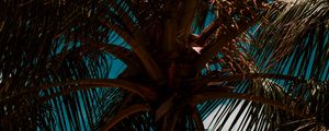 Preview wallpaper palm, branches, leaves, sky, clouds, tropics, wind