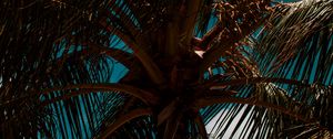 Preview wallpaper palm, branches, leaves, sky, clouds, tropics, wind