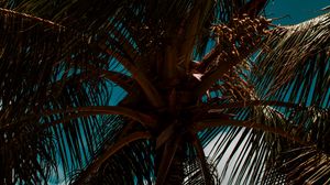 Preview wallpaper palm, branches, leaves, sky, clouds, tropics, wind
