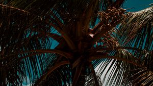 Preview wallpaper palm, branches, leaves, sky, clouds, tropics, wind