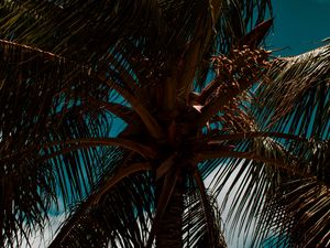 Preview wallpaper palm, branches, leaves, sky, clouds, tropics, wind