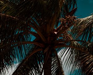 Preview wallpaper palm, branches, leaves, sky, clouds, tropics, wind