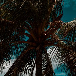 Preview wallpaper palm, branches, leaves, sky, clouds, tropics, wind