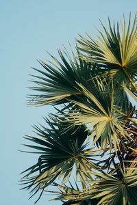 Preview wallpaper palm, branches, leaves, sky, green, carved