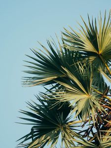 Preview wallpaper palm, branches, leaves, sky, green, carved