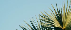 Preview wallpaper palm, branches, leaves, sky, green, carved