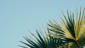 Preview wallpaper palm, branches, leaves, sky, green, carved