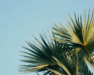 Preview wallpaper palm, branches, leaves, sky, green, carved