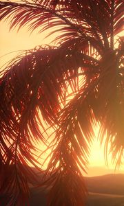 Preview wallpaper palm, branches, leaves, sunset, light, bright