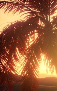 Preview wallpaper palm, branches, leaves, sunset, light, bright