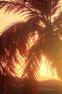 Preview wallpaper palm, branches, leaves, sunset, light, bright