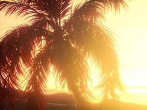 Preview wallpaper palm, branches, leaves, sunset, light, bright