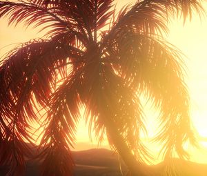 Preview wallpaper palm, branches, leaves, sunset, light, bright