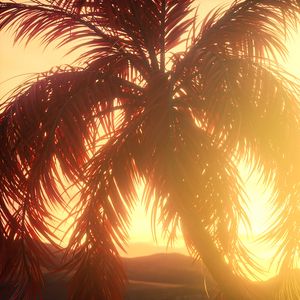 Preview wallpaper palm, branches, leaves, sunset, light, bright