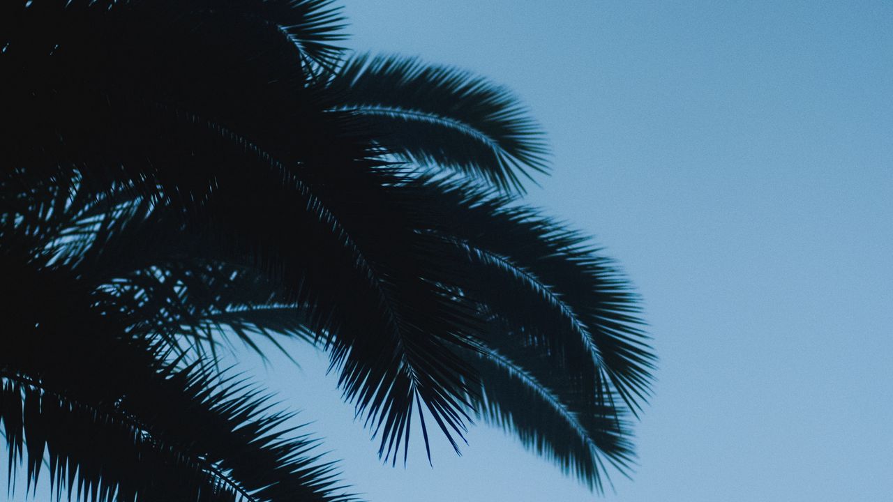 Wallpaper palm, branches, leaves, dark, sky