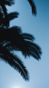 Preview wallpaper palm, branches, leaves, dark, sky