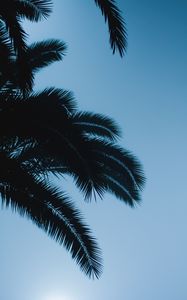 Preview wallpaper palm, branches, leaves, dark, sky