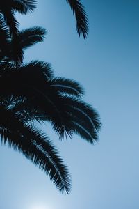 Preview wallpaper palm, branches, leaves, dark, sky