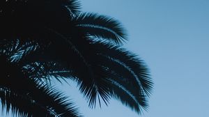 Preview wallpaper palm, branches, leaves, dark, sky