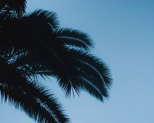 Preview wallpaper palm, branches, leaves, dark, sky