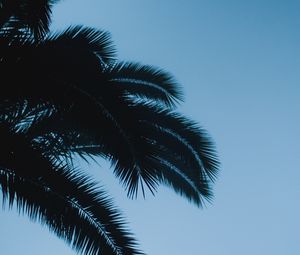 Preview wallpaper palm, branches, leaves, dark, sky