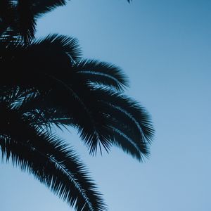 Preview wallpaper palm, branches, leaves, dark, sky