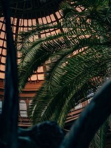 Preview wallpaper palm, branches, leaves, plant, decorative