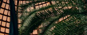 Preview wallpaper palm, branches, leaves, plant, decorative