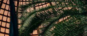 Preview wallpaper palm, branches, leaves, plant, decorative