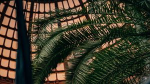 Preview wallpaper palm, branches, leaves, plant, decorative