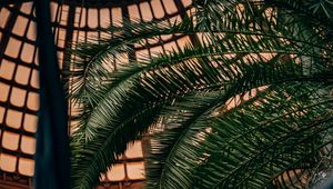 Preview wallpaper palm, branches, leaves, plant, decorative