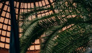 Preview wallpaper palm, branches, leaves, plant, decorative