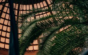 Preview wallpaper palm, branches, leaves, plant, decorative