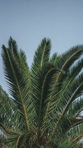 Preview wallpaper palm, branches, leaves, green, treetop