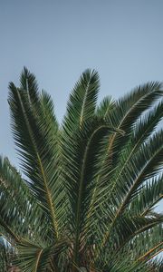 Preview wallpaper palm, branches, leaves, green, treetop