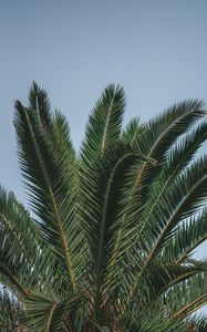 Preview wallpaper palm, branches, leaves, green, treetop