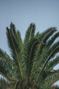 Preview wallpaper palm, branches, leaves, green, treetop