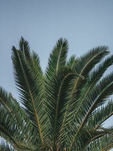 Preview wallpaper palm, branches, leaves, green, treetop