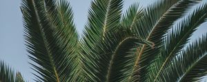 Preview wallpaper palm, branches, leaves, green, treetop