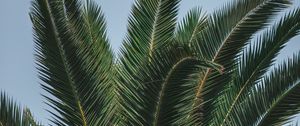 Preview wallpaper palm, branches, leaves, green, treetop