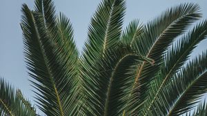 Preview wallpaper palm, branches, leaves, green, treetop