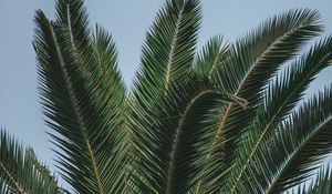 Preview wallpaper palm, branches, leaves, green, treetop