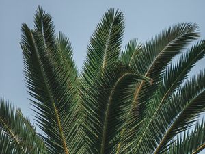 Preview wallpaper palm, branches, leaves, green, treetop