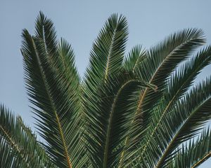 Preview wallpaper palm, branches, leaves, green, treetop